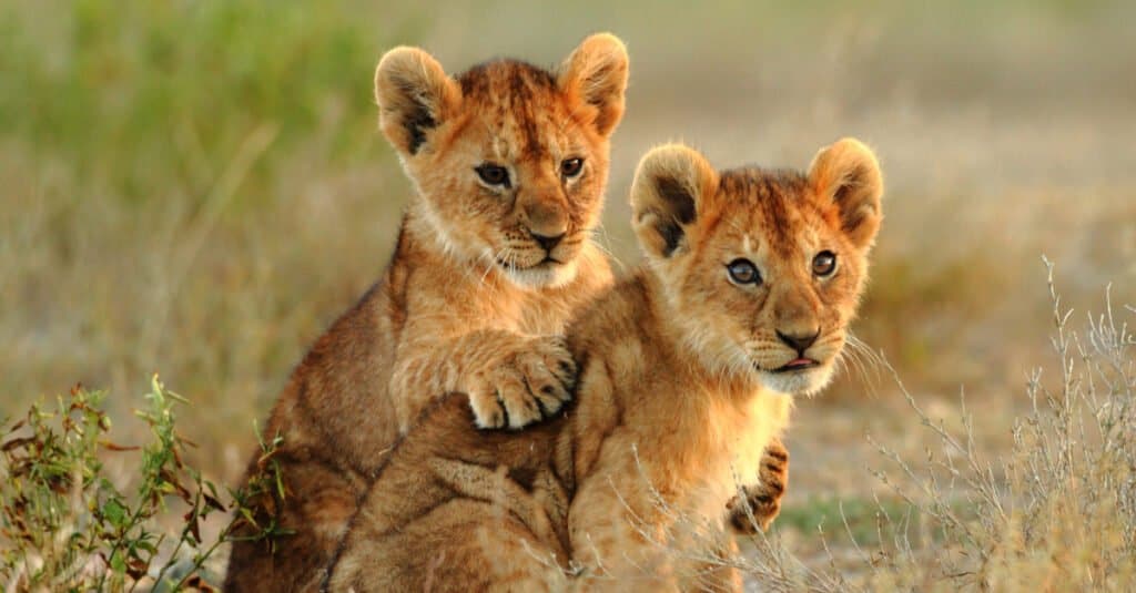 3 DAYS, 2 NIGHTS MAASAI MARA NATIONAL PARK